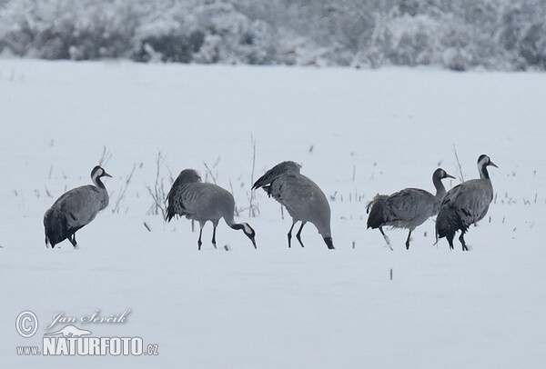 Kranich (Grus grus)