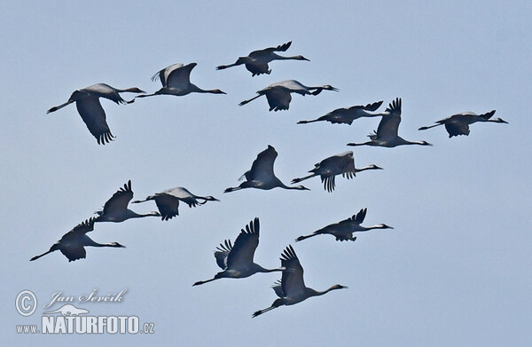 Kranich (Grus grus)