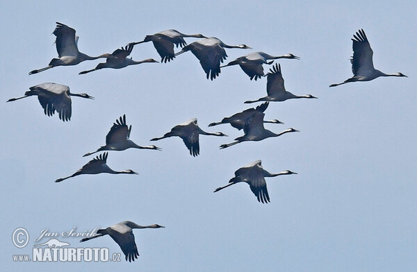 Kranich (Grus grus)