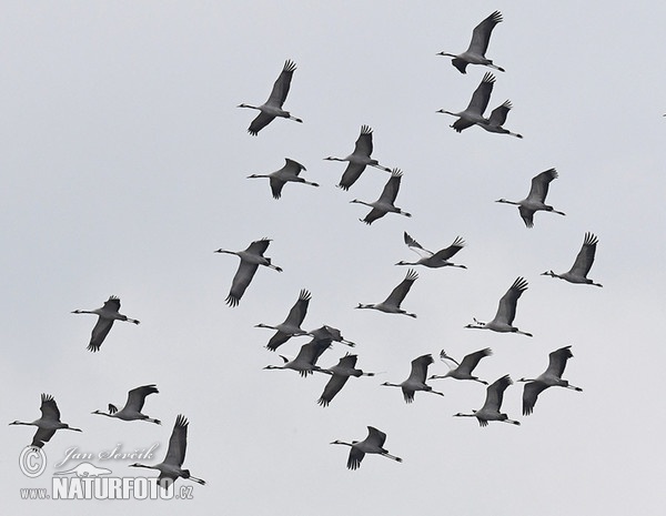 Kranich (Grus grus)