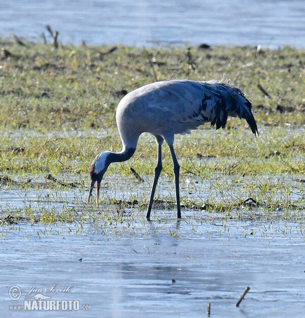 Kranich (Grus grus)