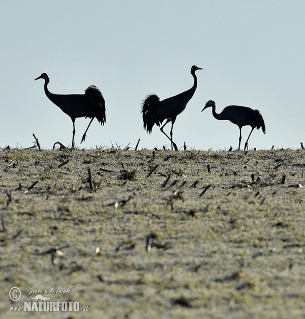 Kranich (Grus grus)