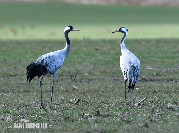 Kranich (Grus grus)