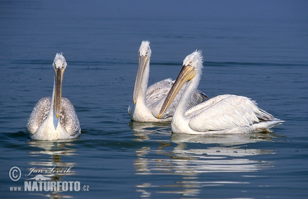 Krauskopfpelikan (Pelecanus crispus)