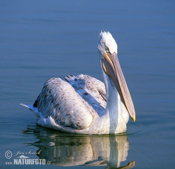 Krauskopfpelikan (Pelecanus crispus)