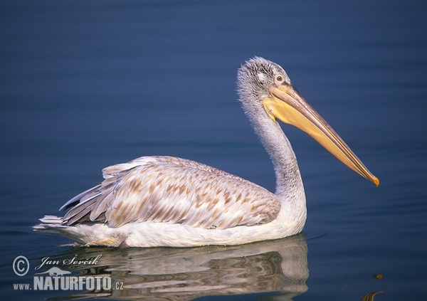 Krauskopfpelikan (Pelecanus crispus)