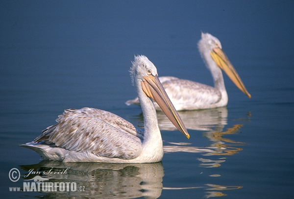 Krauskopfpelikan (Pelecanus crispus)