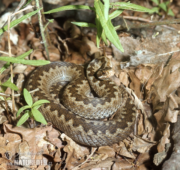 Kreuzotter (Vipera berus)