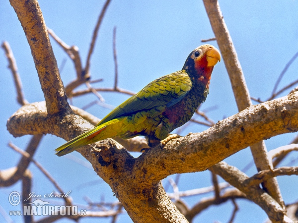 Kuba amazone (Amazona leucocephala)