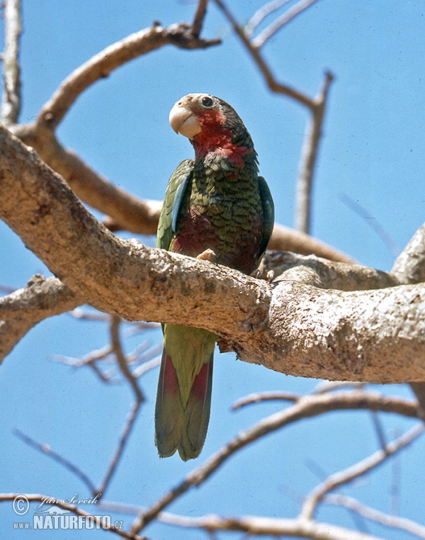 Kuba amazone (Amazona leucocephala)