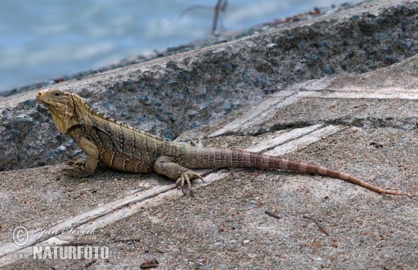 Kuba-Leguan (Cyclura nubila)