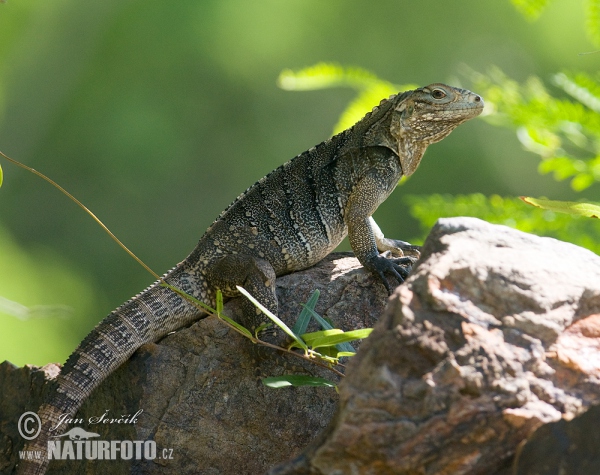 Kuba-Leguan (Cyclura nubila)