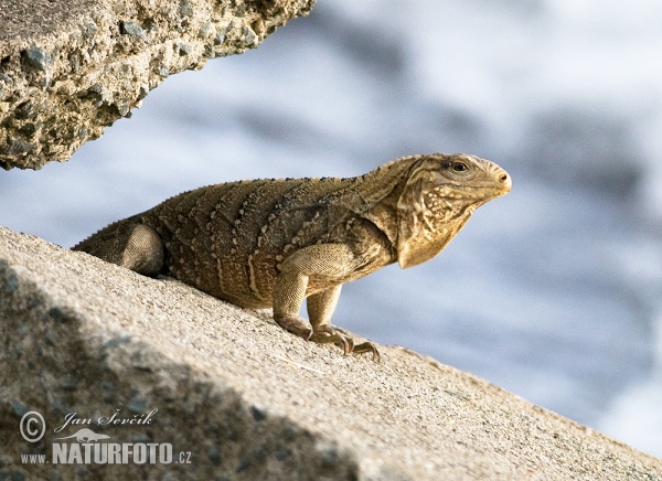 Kuba-Leguan (Cyclura nubila)