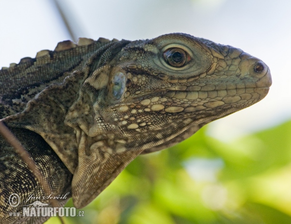 Kuba-Leguan (Cyclura nubila)