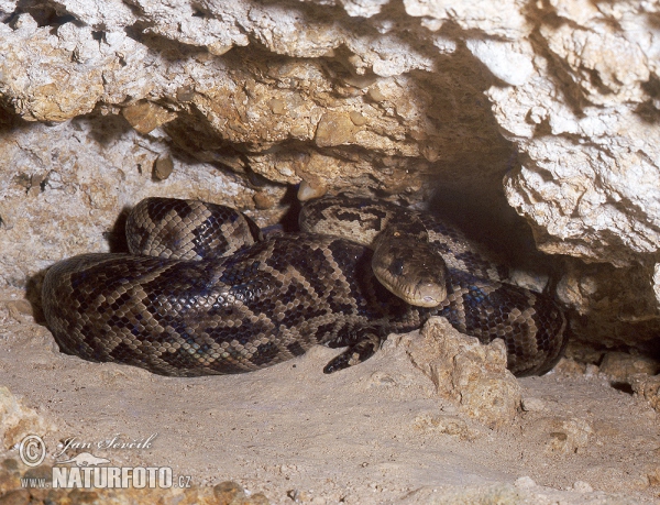 Kuba Schlangboa (Epicrates angulifer)