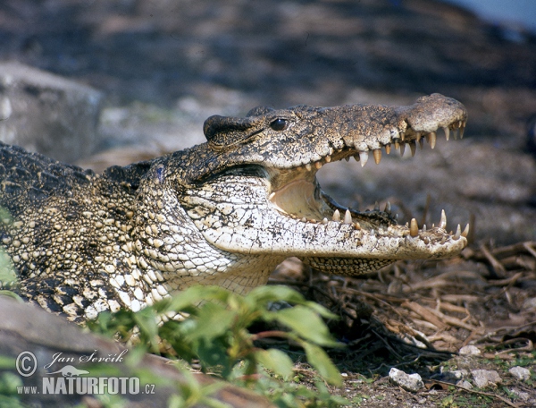 Kubakrokodil (Crocodylus rhombifer)