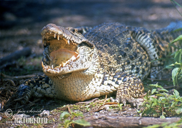 Kubakrokodil (Crocodylus rhombifer)