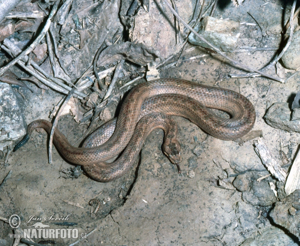 Kubanische Zwergboa (Tropidophis melanurus)