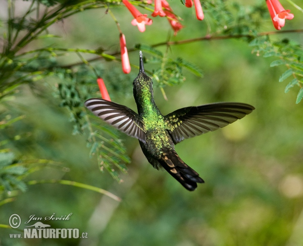 Kubasmaragdkolibri (Chlorostilbon ricordii)