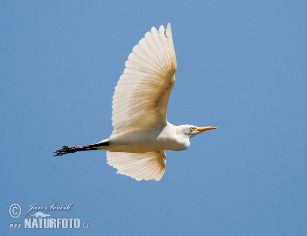 Kuhreiher (Bubulcus ibis)