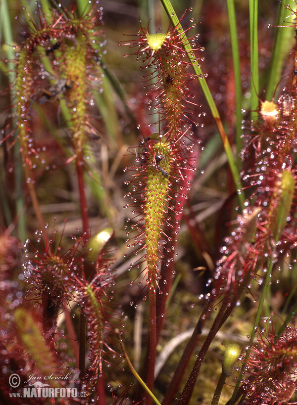 Langblattricer Sonnentau (Drosera anglica)