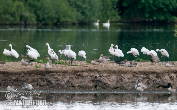 Löffler (Platalea leucorodia)