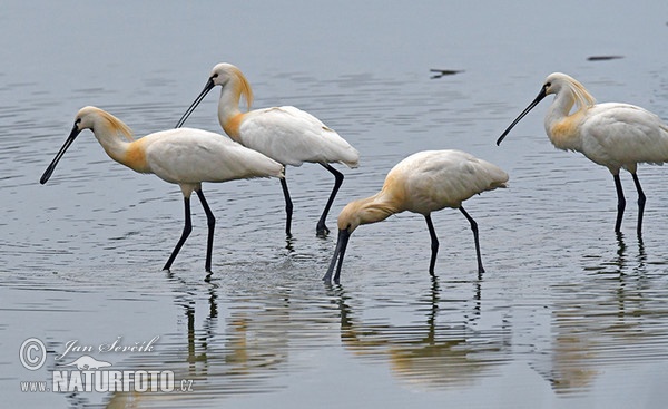 Löffler (Platalea leucorodia)