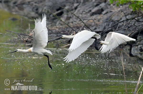 Löffler (Platalea leucorodia)