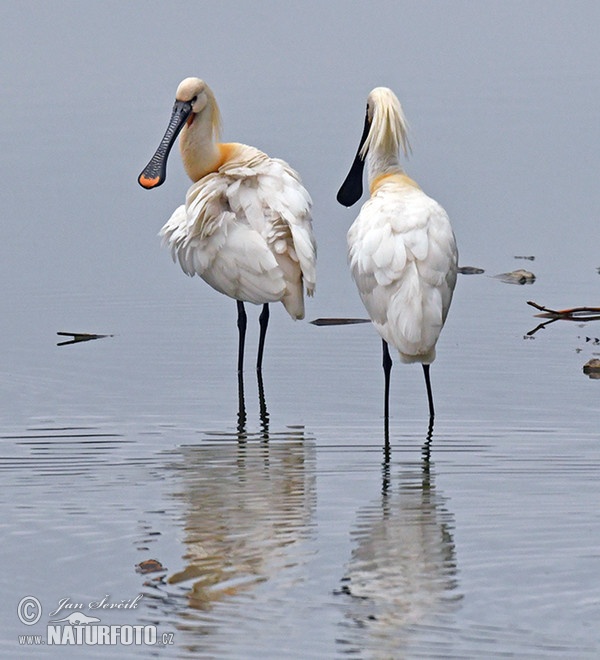 Löffler (Platalea leucorodia)