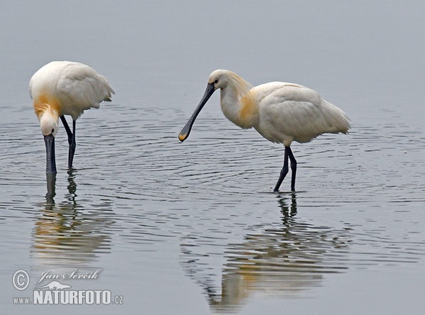 Löffler (Platalea leucorodia)