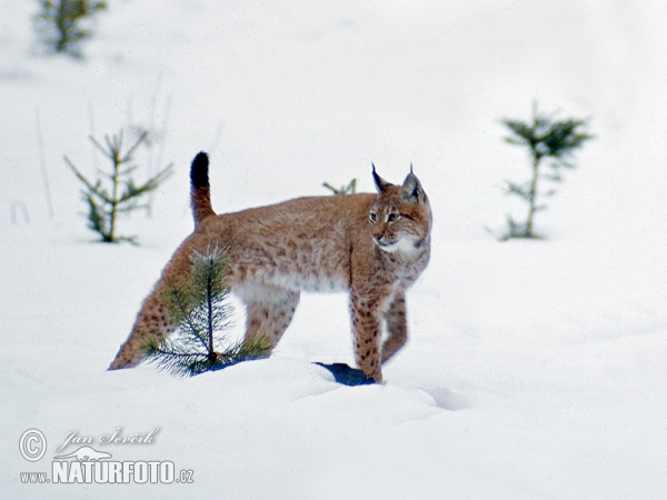 Luchs (Lynx lynx)