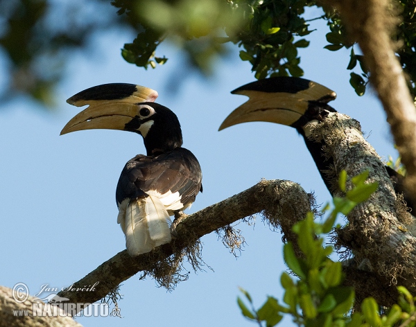 Malabar Hornvogel (Anthracoceros coronatus)