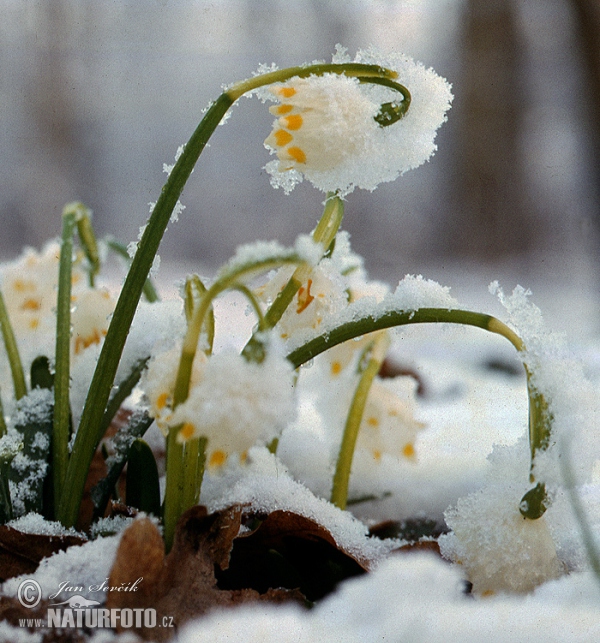 Märzenbecher (Leucojum vernum)