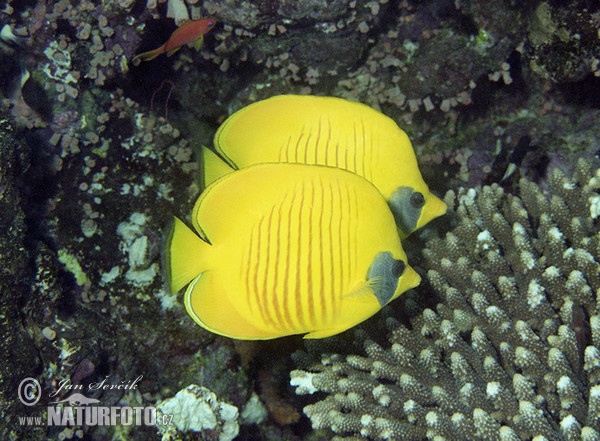 Maskenfalterfisch (Chaetodon semilarvatus)