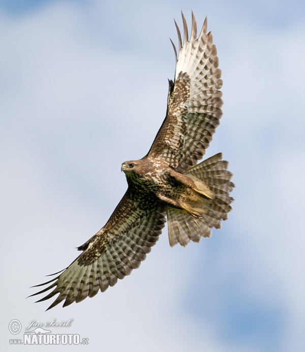 Mäusebussard (Buteo buteo)