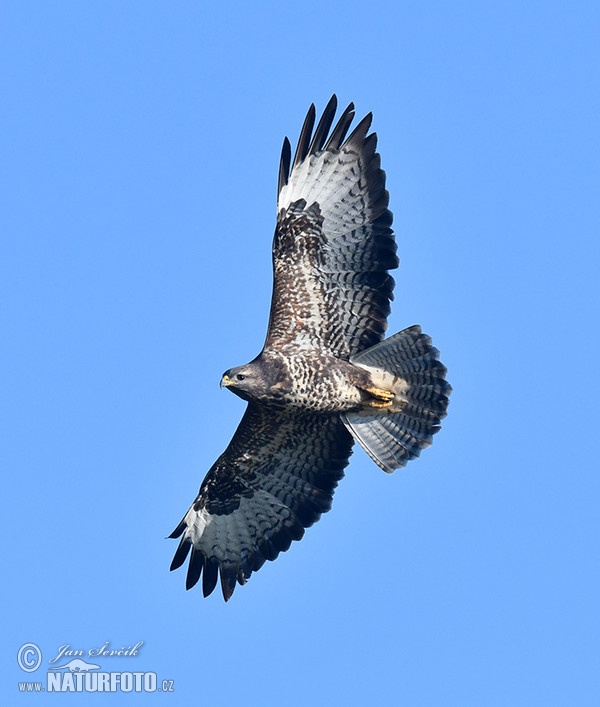 Mäusebussard (Buteo buteo)