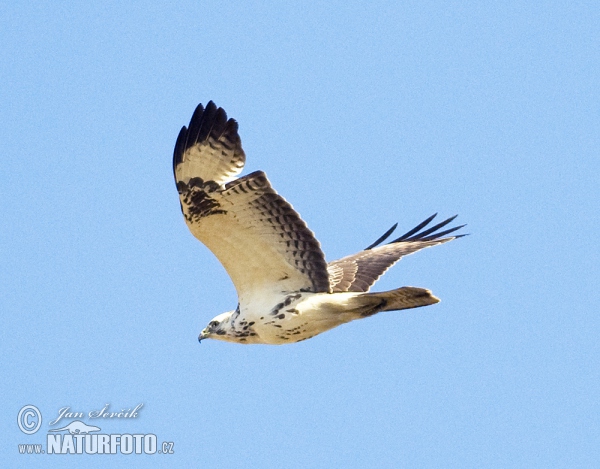 Mäusebussard (Buteo buteo)