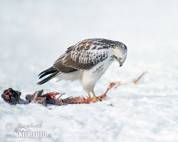 Mäusebussard (Buteo buteo)