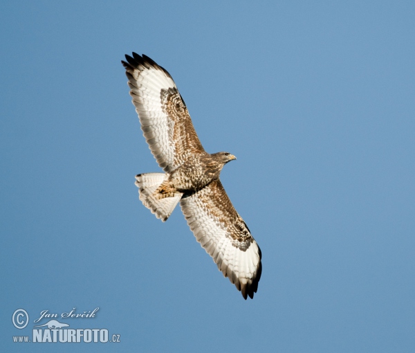 Mäusebussard (Buteo buteo)