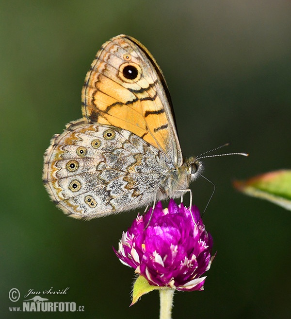 Maverfuchs (Lasiommata megera)