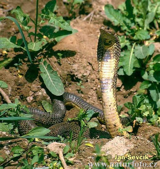 Mittelasiatische Kobra (Naja oxiana)