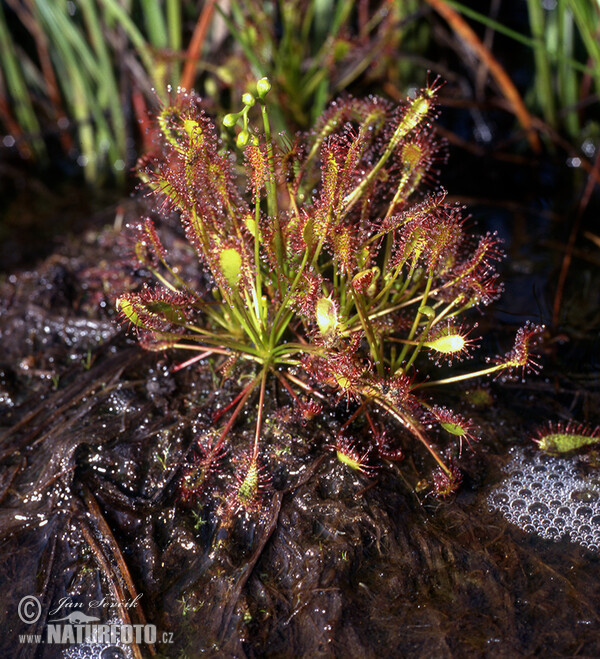 Mittlerer Sonnentau (Drosera intermedia)