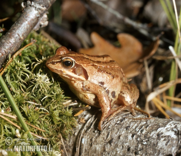 Moorfrosch (Rana arvalis)