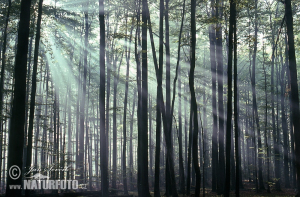 Morgen im Wald (les)