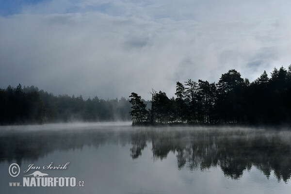 Morgennebel auf dem Teich (Tre)