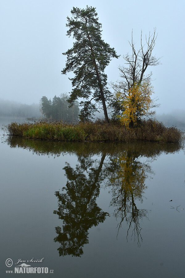 Morgennebel auf dem Teich (Tre)