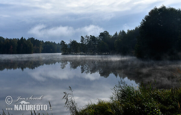 Morgennebel auf dem Teich (Tre)