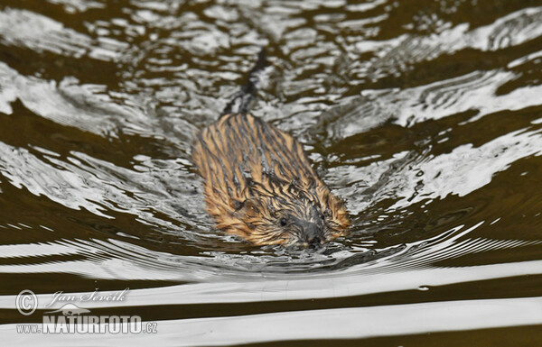 Muskrats (Ondatra zibethicus)