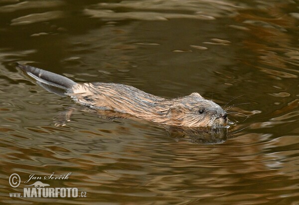 Muskrats (Ondatra zibethicus)