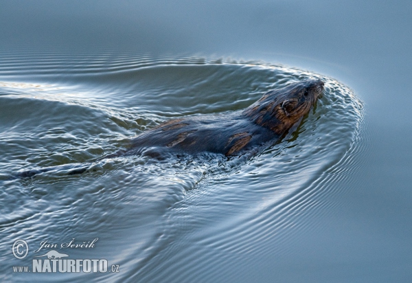 Muskrats (Ondatra zibethicus)